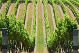 Σε ποιόν ανήκουν τα γεωτεμάχια τα οποία στην κτηματογράφηση είναι χαρακτηρισμένα ως «ΓΕΩΡΓΙΚΟΣ ΣΑΑΚ» ή «ΣΑΑΚ»